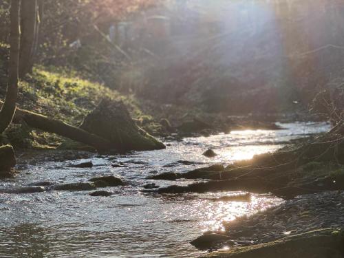 a river with the sun shining through the trees at Niedźwiedzia Dolina in Przybyszów
