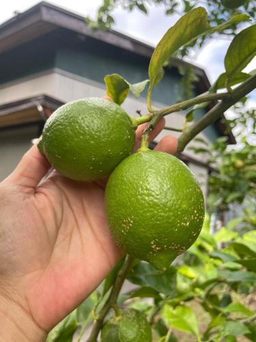 a person holding up a lime on a lemon tree at 新緑の南伊豆焚き火の宿ノキロ in Minamiizu