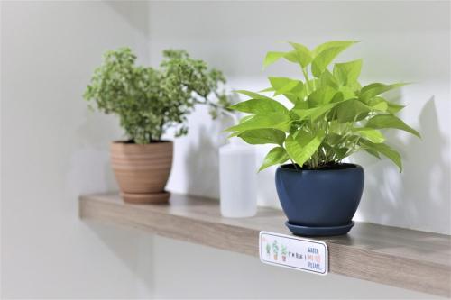 three potted plants on a shelf with a price tag at SS15 Courtyard Subang Jaya Sunway 3 Pax Studio Big 65 Inch TV Netflix WiFi #21 in Subang Jaya