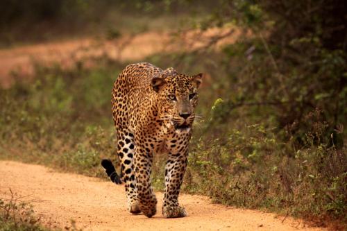 a leopard walking down a dirt road at Hotel Elephant Reach in Yala