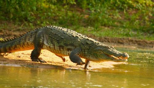 a crocodile walking on the shore of a body of water at Hotel Elephant Reach in Yala