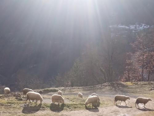 a herd of sheep grazing in a field at Family owned self sufficient ECO farm TARA in Pljevlja