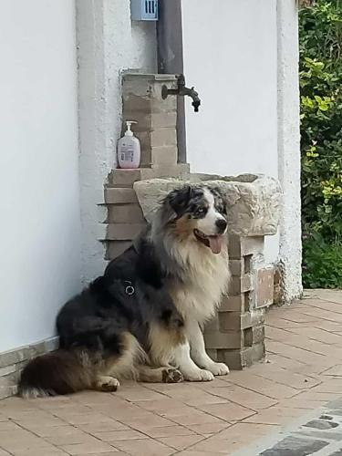 a black and white dog sitting next to a door at IL Casale in Giássico