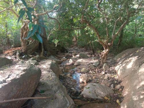 a stream in a forest with rocks and trees at Infinity Home Stay in Ella