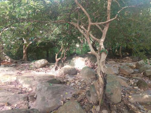 a tree in a rocky area with rocks and trees at Infinity Home Stay in Ella