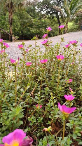 a bunch of pink flowers in a garden at Chalés Riacho da Serra Capitólio in Guapé