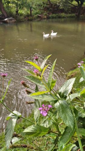 two ducks swimming in a pond with flowers at Chalés Riacho da Serra Capitólio in Guapé