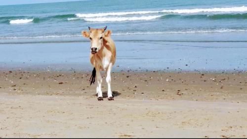 a cow standing on a beach near the ocean at Chez Bethy Jungle et Océan in Abene