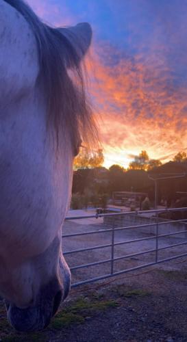 a close up of a horse with a sunset in the background at Pferdegut Falkenberg Ferienwohnung in Falkenberg