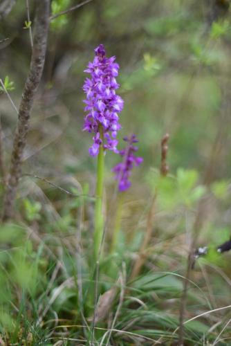 a purple flower is growing in the grass at La Chalentine in Chevreaux