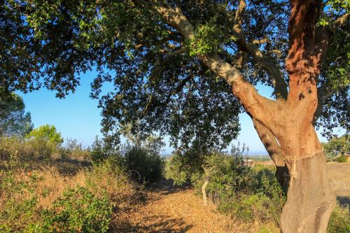 a tree standing in the middle of a field at Monte Sardinha in Santiago do Cacém