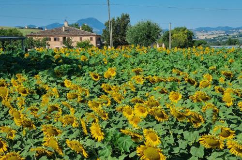 a field of sunflowers in front of a house at JesiGreen House in Iesi