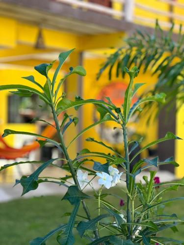 a plant with a white flower in front of a building at Pousada Cordel de Itaúnas in Itaúnas
