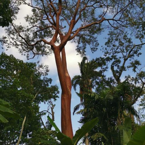 a tall tree with trees in the background at Hostal Juan Lindo in San Pedro Sula