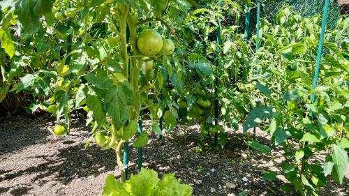 a bunch of green tomatoes growing on a plant at Matxiku Aurre in Berástegui