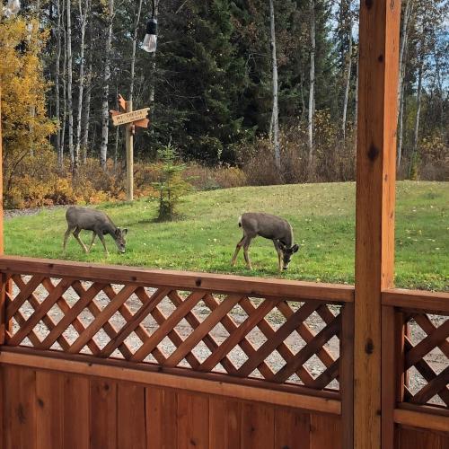 two animals walking in the grass near a fence at Simcoe B&B - Incredible vacation suite in Smithers