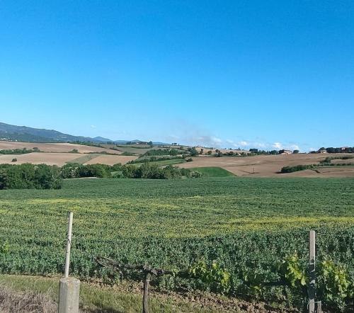 a field of crops with a fence in the foreground at Agriturismo Giorgini in Marsciano