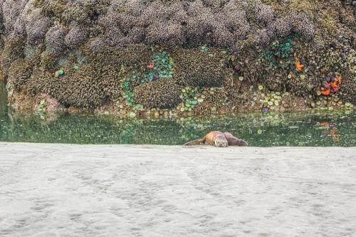 a dog laying in the water next to a wall at Rocks Cabin in Copalis Beach