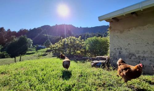 a group of chickens standing in the grass near a building at Namaste in Sutatausa