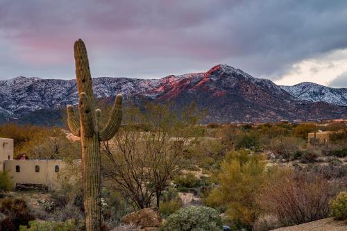 a cactus in the desert with mountains in the background at Mountain views swimming a private escape at Sonoran Serenity in Scottsdale