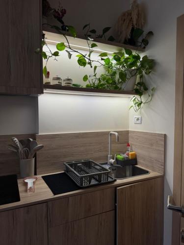 een keuken met een gootsteen en wat planten aan de muur bij Vlora Studio in Vlorë
