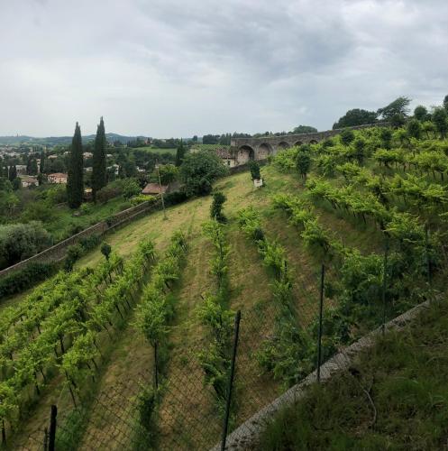 an aerial view of a field of crops at Camera luminosa per viaggiatori in Conegliano