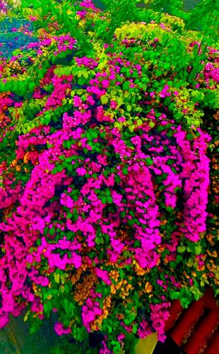 a bunch of pink flowers in a garden at Ayasofya Hotel - Special Class in Istanbul