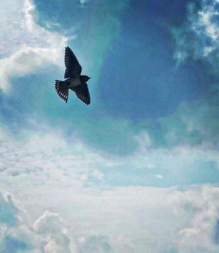 a bird flying through a cloudy blue sky at Heated pool, Casa Senda del Son-Cuautla in Los Limones