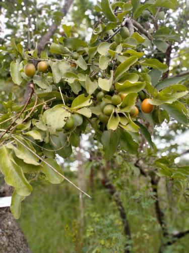 a bunch of green and orange fruit on a tree at Mwea Farmstay -CampSite and Nature Trail in Karaba
