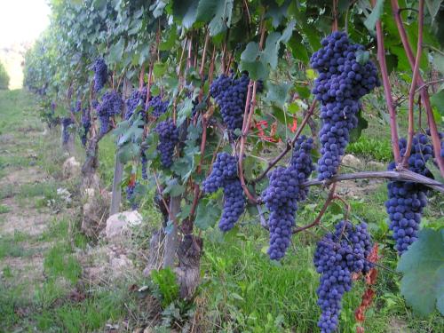 a bunch of grapes hanging from a tree at Da Ivana e Valter in Monforte dʼAlba