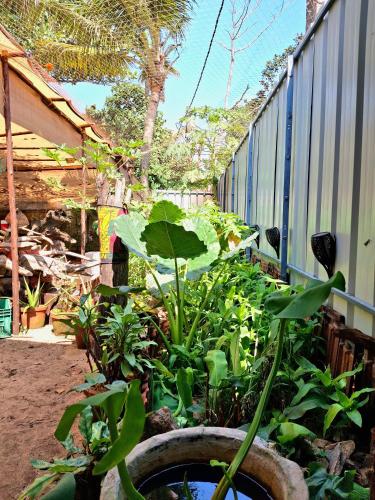a garden with green plants and a fence at Sadhana on the beach in Alleppey