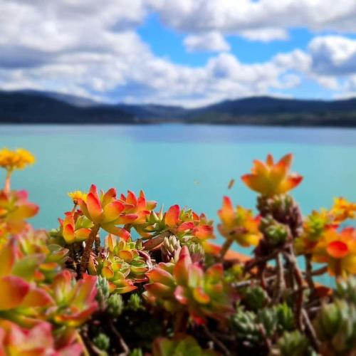 a bunch of flowers in front of a body of water at Gîte de Charme Manon des Trêmes in Varages
