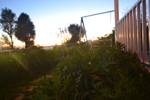 a field of plants next to a fence at Namaha hotel and cottages in Kanatal
