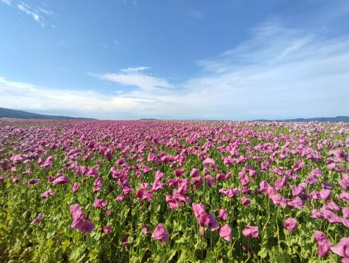a field of pink flowers in a field at Ferienhaus Stani in Eschwege