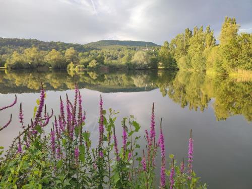 a view of a lake with pink flowers at Ferienhaus Stani in Eschwege