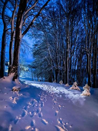 a group of dogs in the snow next to trees at Cottage Forest Hill in Žabljak