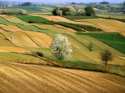 a green field with a tree in the middle at Il Casaletto di Simonetta in Acquasparta