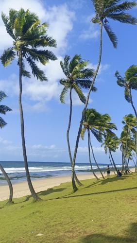 a group of palm trees on a beach at Casa 03 Suites 100 metros da Praia in Lauro de Freitas