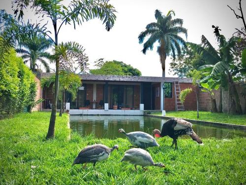 a group of birds standing in the grass near a house at Finca Hotel Villa Nieves in Tuluá