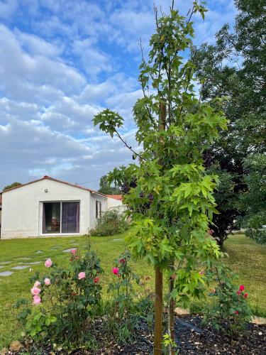 un arbre dans une cour à côté d'une maison dans l'établissement Un studio indépendant avec jardin, à Talmont-Saint-Hilaire