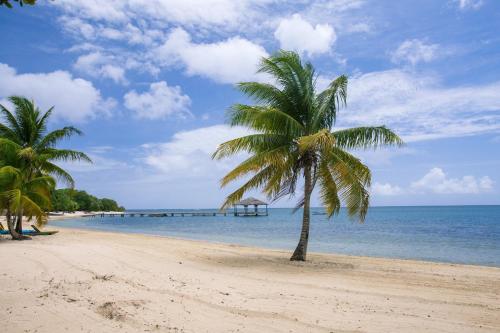 a palm tree on a beach with a pier at Updated Beachfront Paradise Infinity Pool Roatan in Palmetto Bay