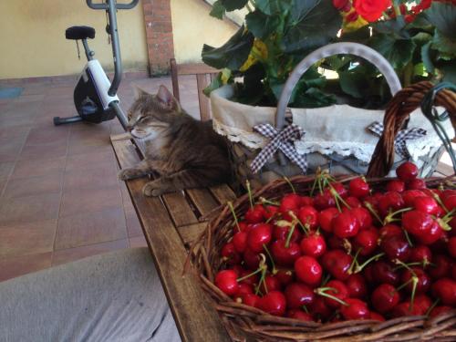 Comida en el bed and breakfast o alrededores