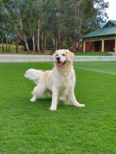 a dog sitting in the grass in a yard at BJ Holiday House in Chittaway Point