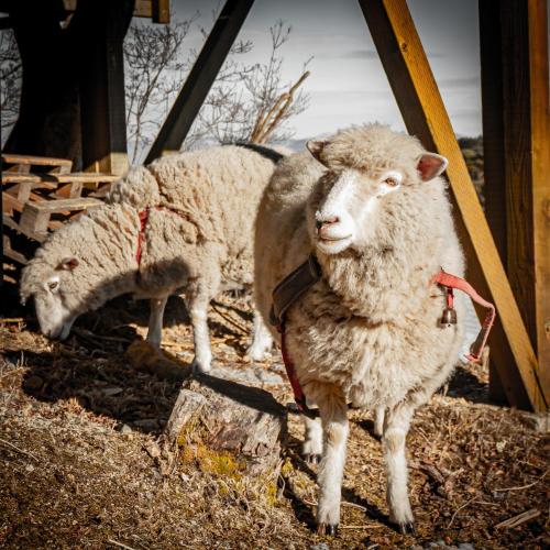 a couple of sheep standing next to each other at RENEST in Kobe