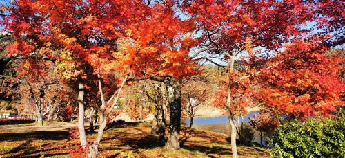 a group of trees with red and orange leaves at クースクース in Fujikawaguchiko