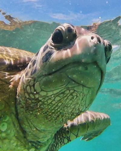 アパートメントの敷地内または近くにいる動物