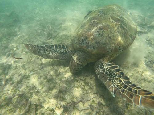 アパートメントの敷地内または近くにいる動物