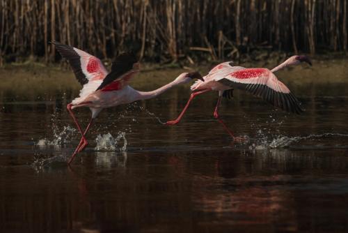 two pink flamingos are running in the water at Dolphin Place in Velddrif