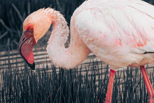 a pink flamingo standing in front of a fence at Dolphin Place in Velddrif