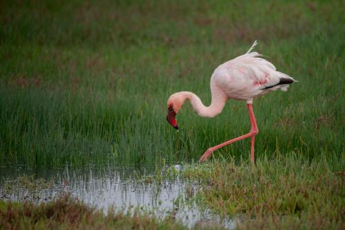 a pink bird standing in the grass near water at Dolphin Place in Velddrif